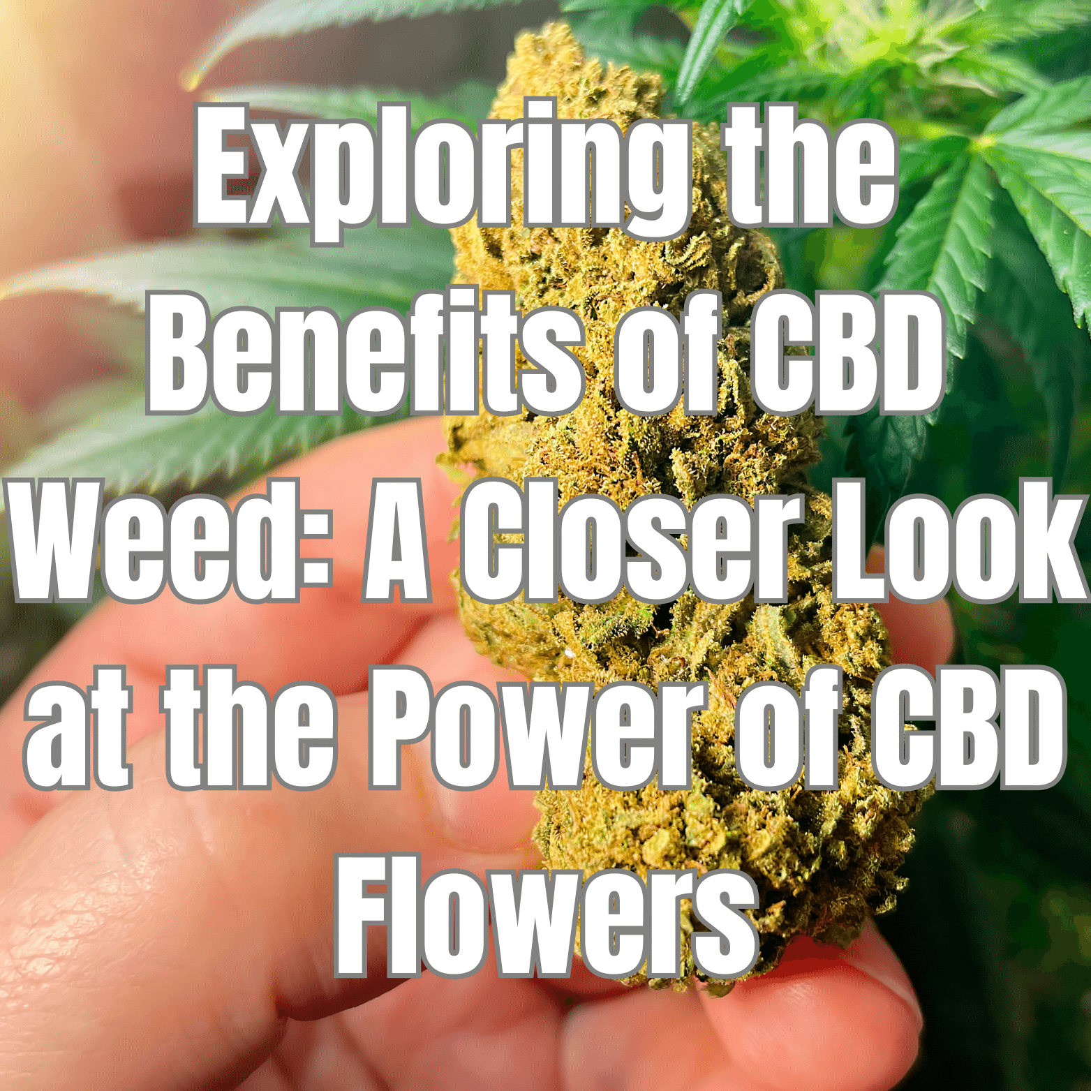 Exploring the Benefits of CBD Weed: A Closer Look at the Power of CBD Flowers