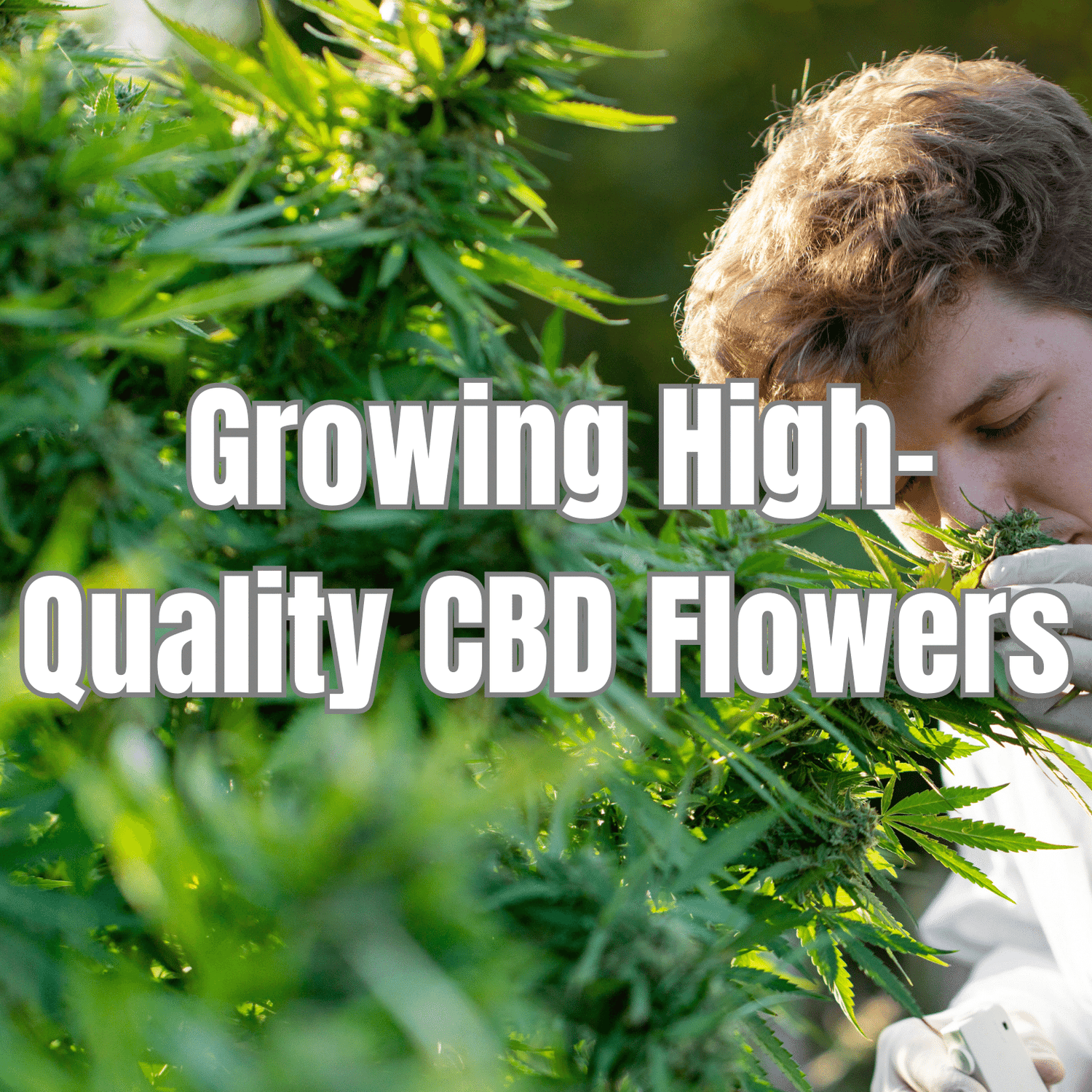 Mastering the Art of Growing High-Quality CBD Flowers: Tips and Techniques for Optimal Results