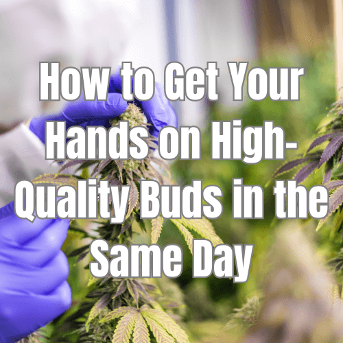 CBD Flower Delivery: How to Get Your Hands on High-Quality Buds in the Same Day