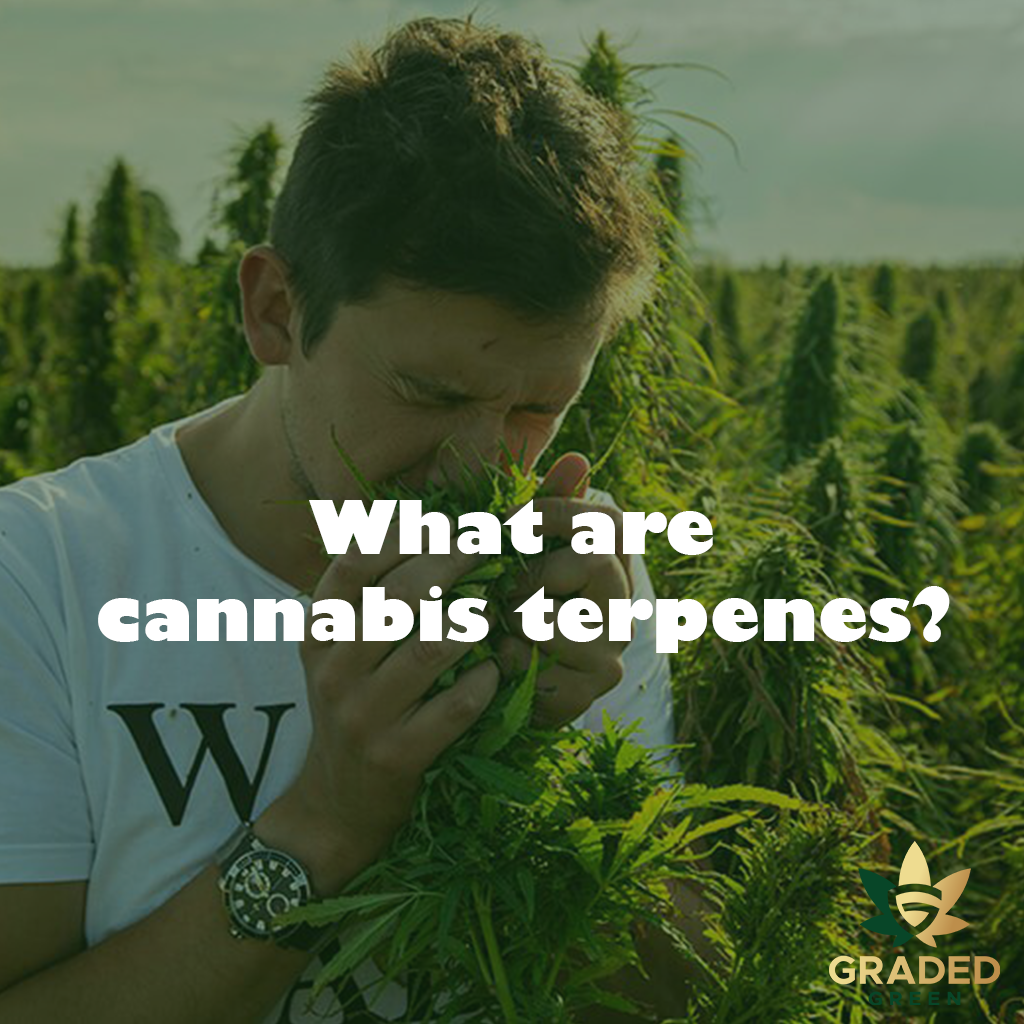 What are terpenes? A guide to everything you need to know about cannabis terpenes in 2022