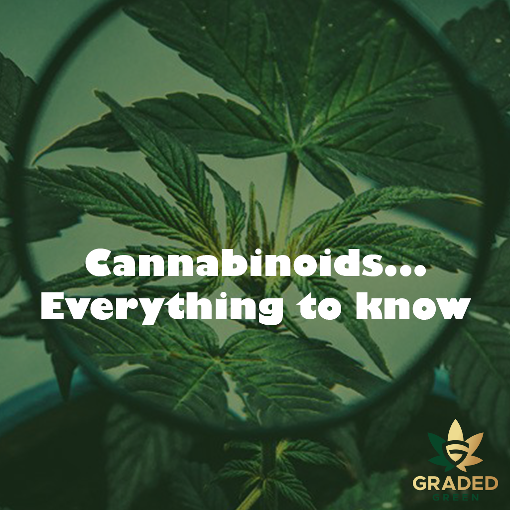 What is a cannabinoid? Everything you need to know about cannabinoids in 2022